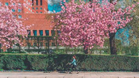 Rosa trær på siden av Oslo rådhus