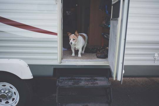 Hund i døren på campingvogn